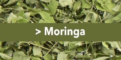 Dossier Moringa, le super-aliment bio polyvalent